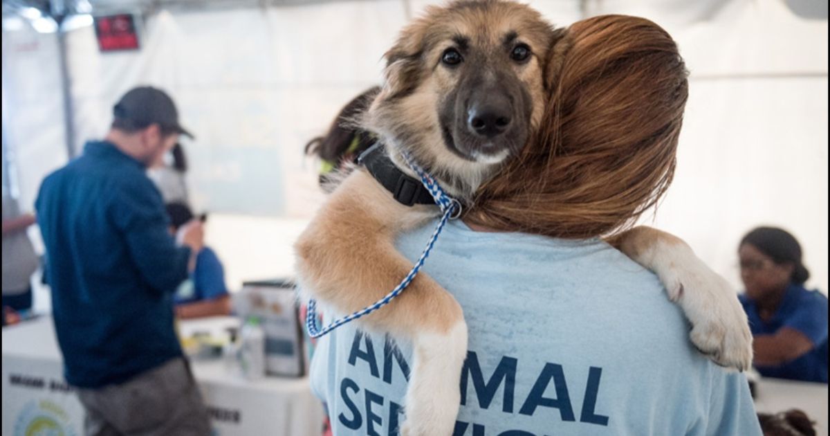 Miami-Dade Animal Services lo invita a un evento especial de adopción en Medley