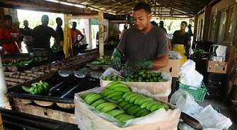 Diversificación del mercado bananero demandaría la actual producción nacional