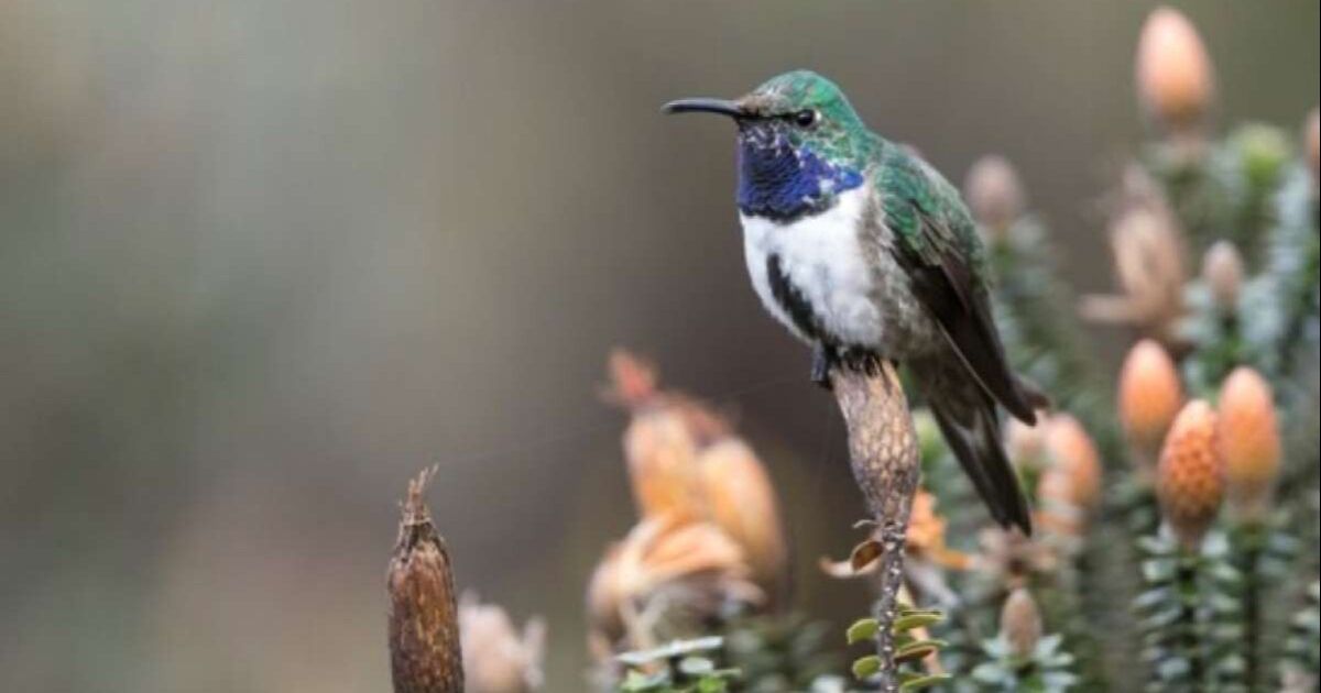 Fundación Jocotoco, con apoyo del Zoológico de Indianápolis consiguen USD 1 millón para salvar al colibrí de garganta azul en Ecuador