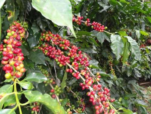 RD Respaldaría creación de una organización de países para garantizar que productores de café logren precios justos