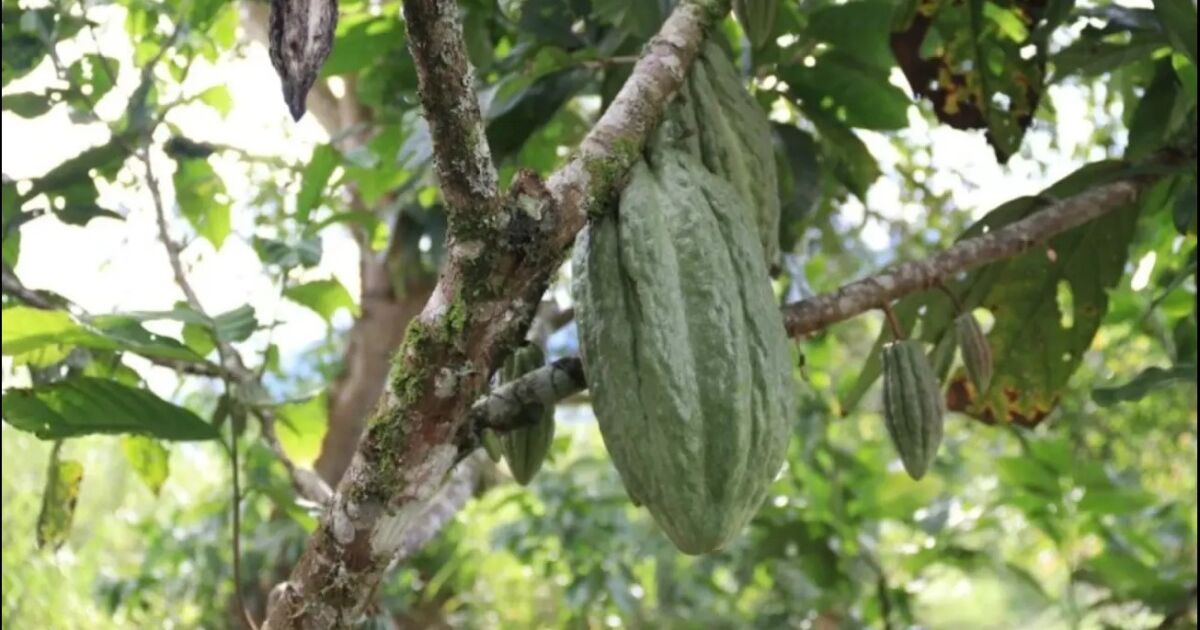 Nuevo clon de cacao promete mayor productividad en Ecuador