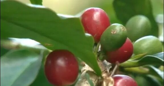 Presentan el Plan Café con robusta mejorado para impulsar la productividad