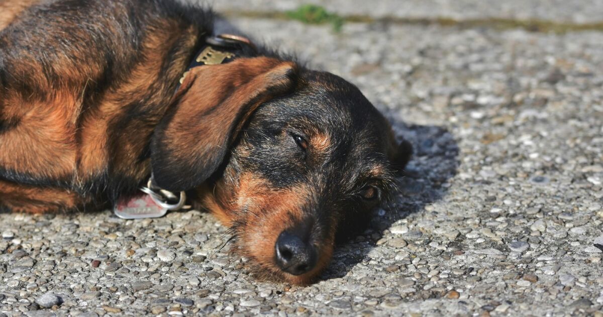 Altas temperaturas en Ecuador: qué está pasando con las mascotas y cómo protegerlas a tiempo