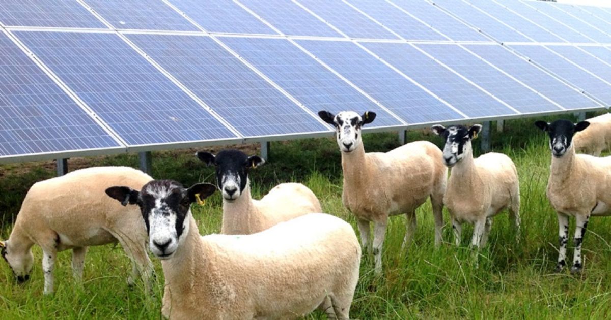 La ubicación alternativa de los paneles solares podría aliviar la presión sobre las tierras agrícolas de Georgia