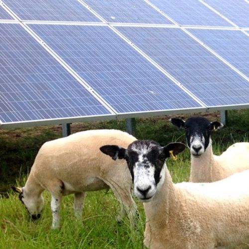 La ubicación alternativa de los paneles solares podría aliviar la presión sobre las tierras agrícolas de Georgia