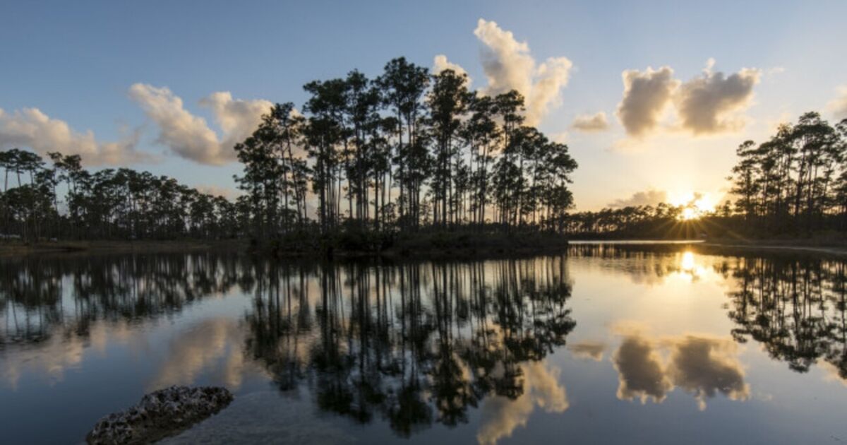 Mientras Florida se recupera de los devastadores huracanes, la naturaleza ofrece soluciones para el futuro