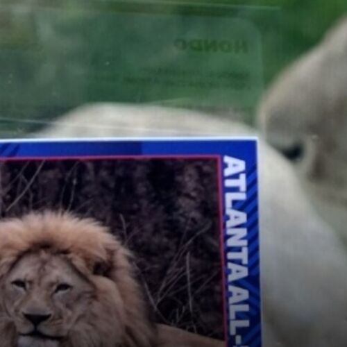 El Zoológico de Atlanta lanza la serie de tarjetas de béisbol Animal All-Star antes del Juego de Estrellas de la MLB de 2025