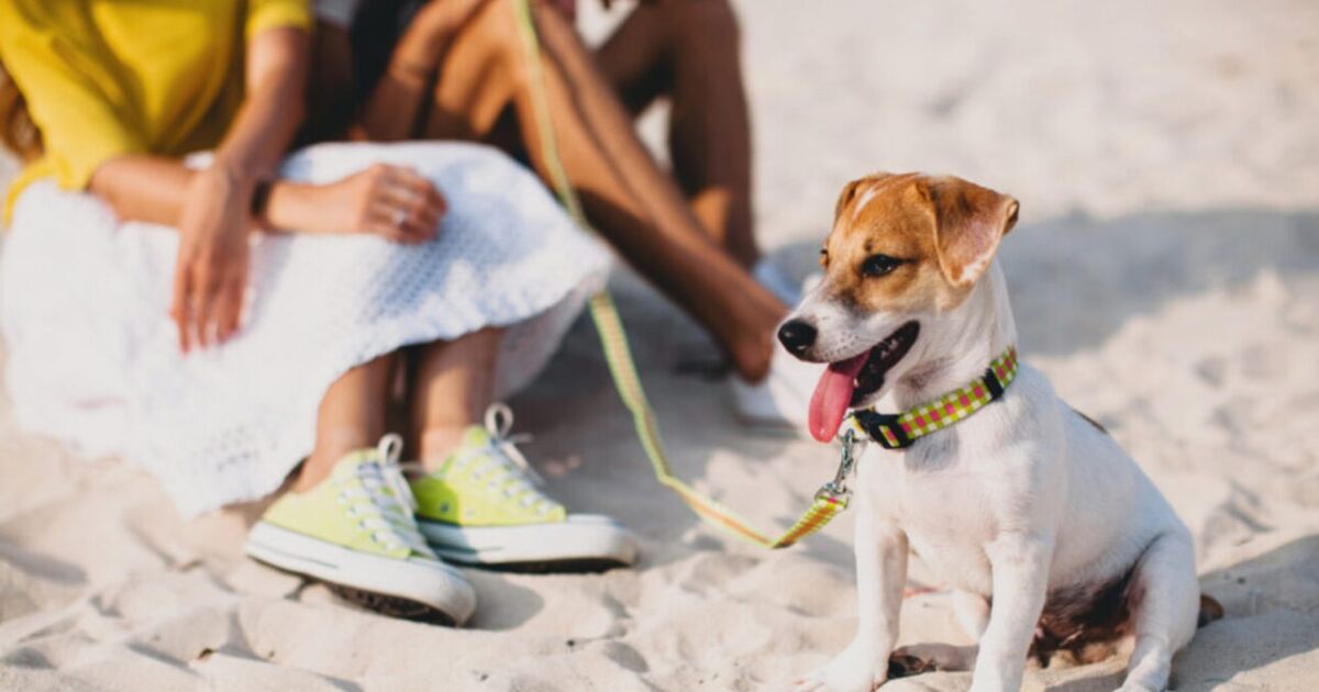 Miami Beach se vuelve más ‘pet-friendly’ con nuevas playas para perros