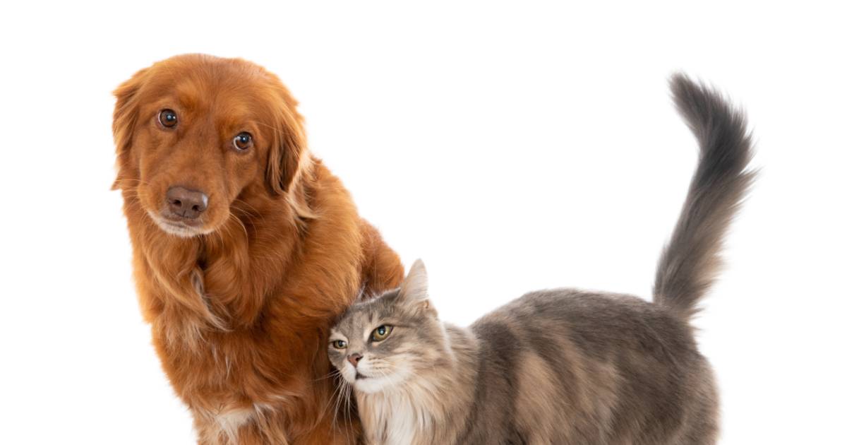 Barky Lounge conecta el cuidado y la nutrición en Miami mientras los dueños de mascotas buscan rutinas de bienestar integral