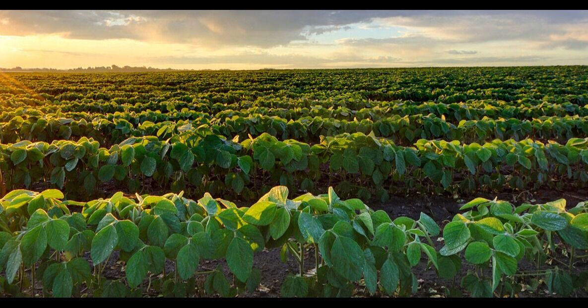 Enfoque multifacético para preservar las tierras agrícolas de Georgia, recomienda el legislativo