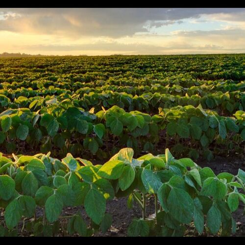 Enfoque multifacético para preservar las tierras agrícolas de Georgia, recomienda el legislativo