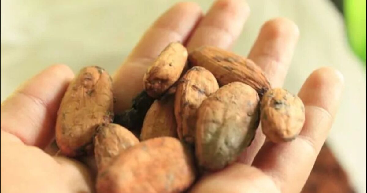 Cacao aumenta su precio en un 12% debido a alta demanda internacional, según informe