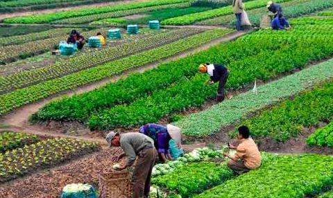 Ministerio de Agricultura brindará apoyo a productores de vegetales y hortalizas
