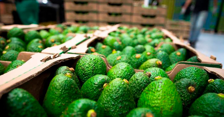 China se abre como oportunidad para la venta de aguacate colombiano
