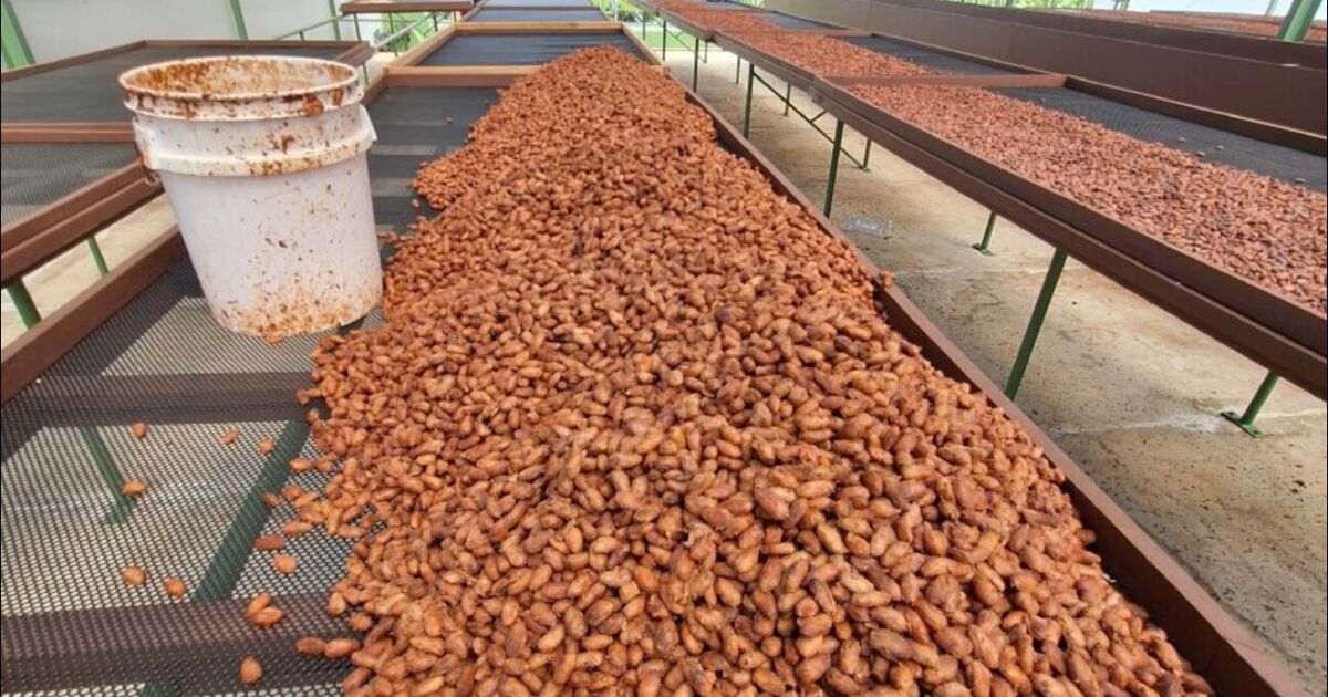 Cacao de Costa Rica se encuentra en el Top 50 del mundo