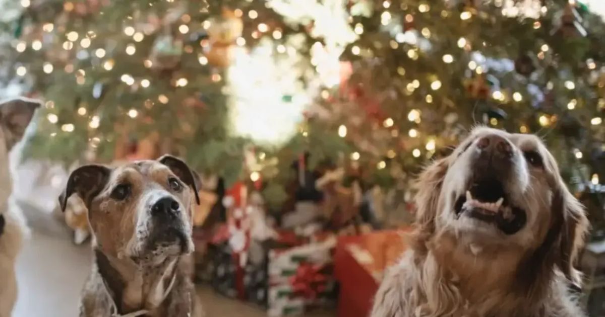 Mantén a tu perro seguro esta Navidad con estos sencillos consejos