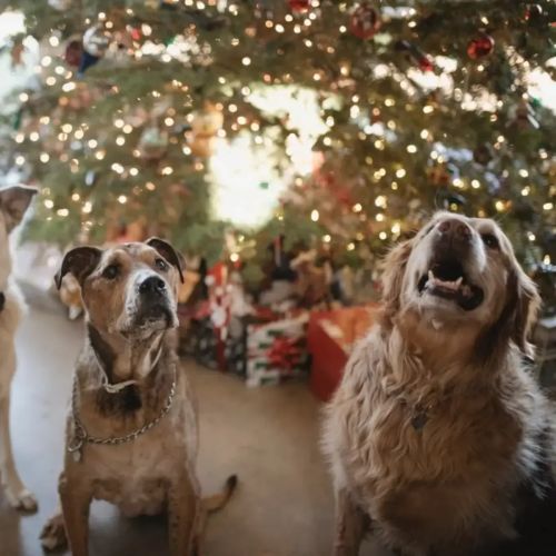 Mantén a tu perro seguro esta Navidad con estos sencillos consejos