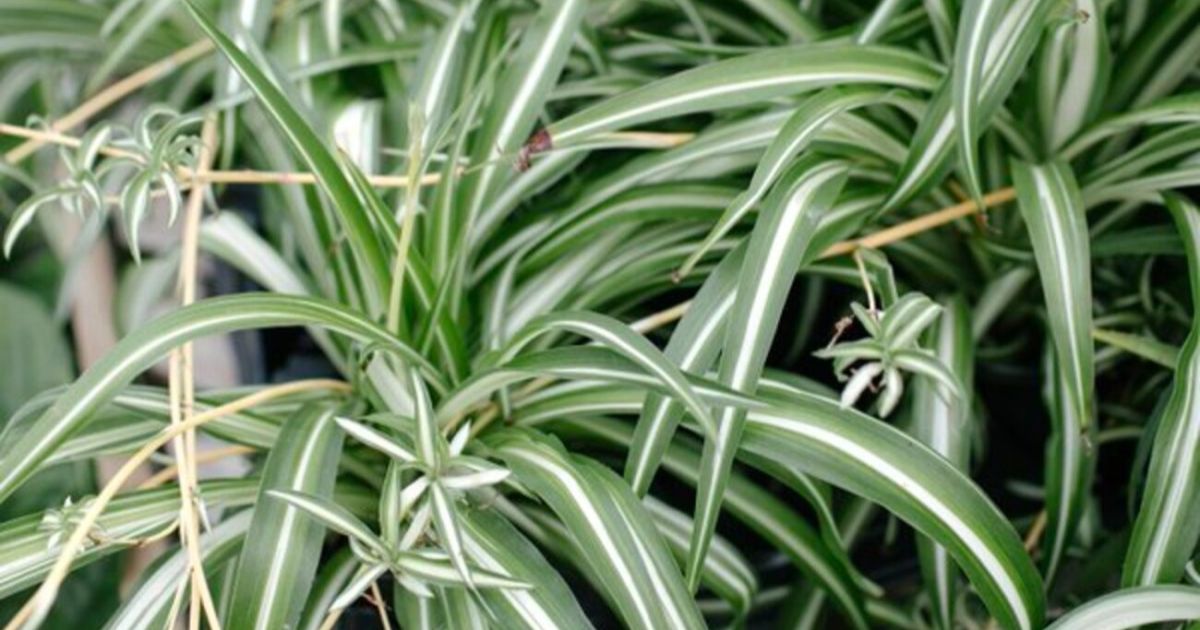 Las plantas de interior con filtrado natural pueden ser el secreto para limpiar el aire de su hogar