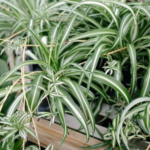 Las plantas de interior con filtrado natural pueden ser el secreto para limpiar el aire de su hogar