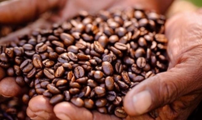 Induban espera aumento en la producción de café
