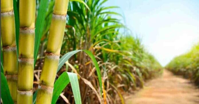 Cañicultores de Aragua y Carabobo reportan alza de 20 % en producción de azúcar en 2025