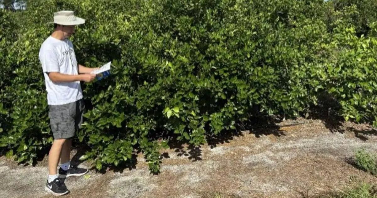 Científicos desarrollan 'NuCitrus': una variedad de naranja segura y tolerante para combatir la crisis de enverdecimiento de Florida