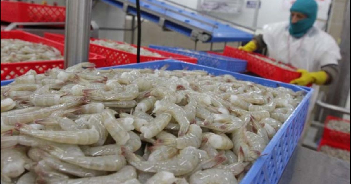 Ecuador batió récord de volumen de camarón exportado en 2023