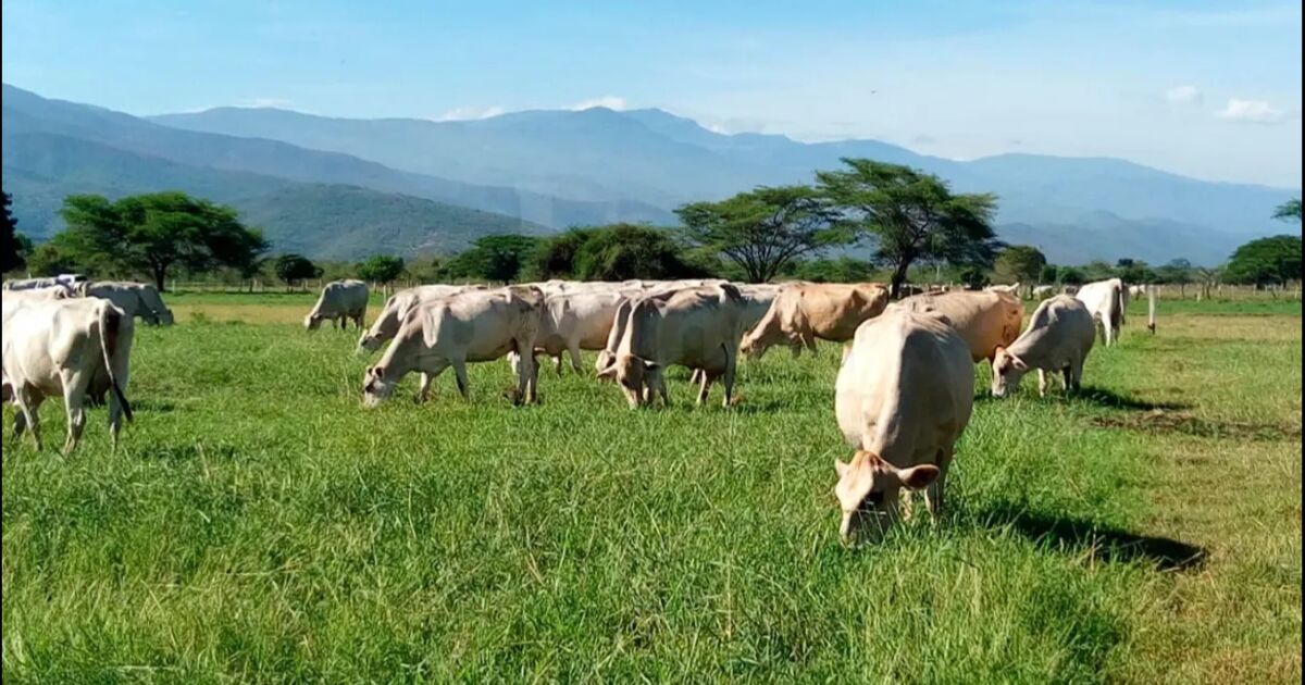 Fedenaga: 35 millones de hectáreas están disponibles en el país para aumentar la producción de carne y leche