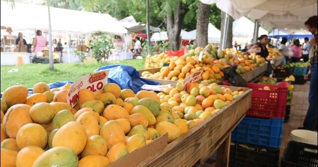 Expo Mango 2026 será celebrada del 3 al 7 de junio en Baní y proyecta exportar 10 millones de cajas