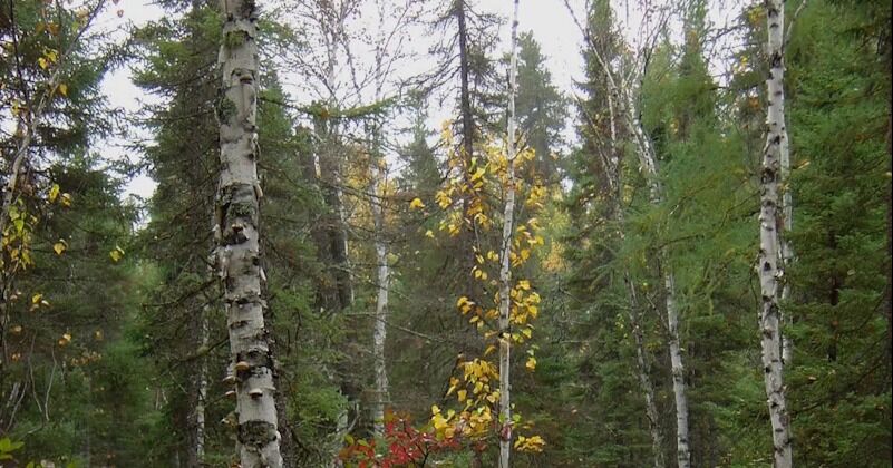Ottawa invierte 4,4 millones de dólares para apoyar el sector forestal de las praderas