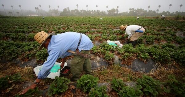 Más de 8.000 jamaicanos viajaron a Canadá bajo el programa de trabajo agrícola en 2025
