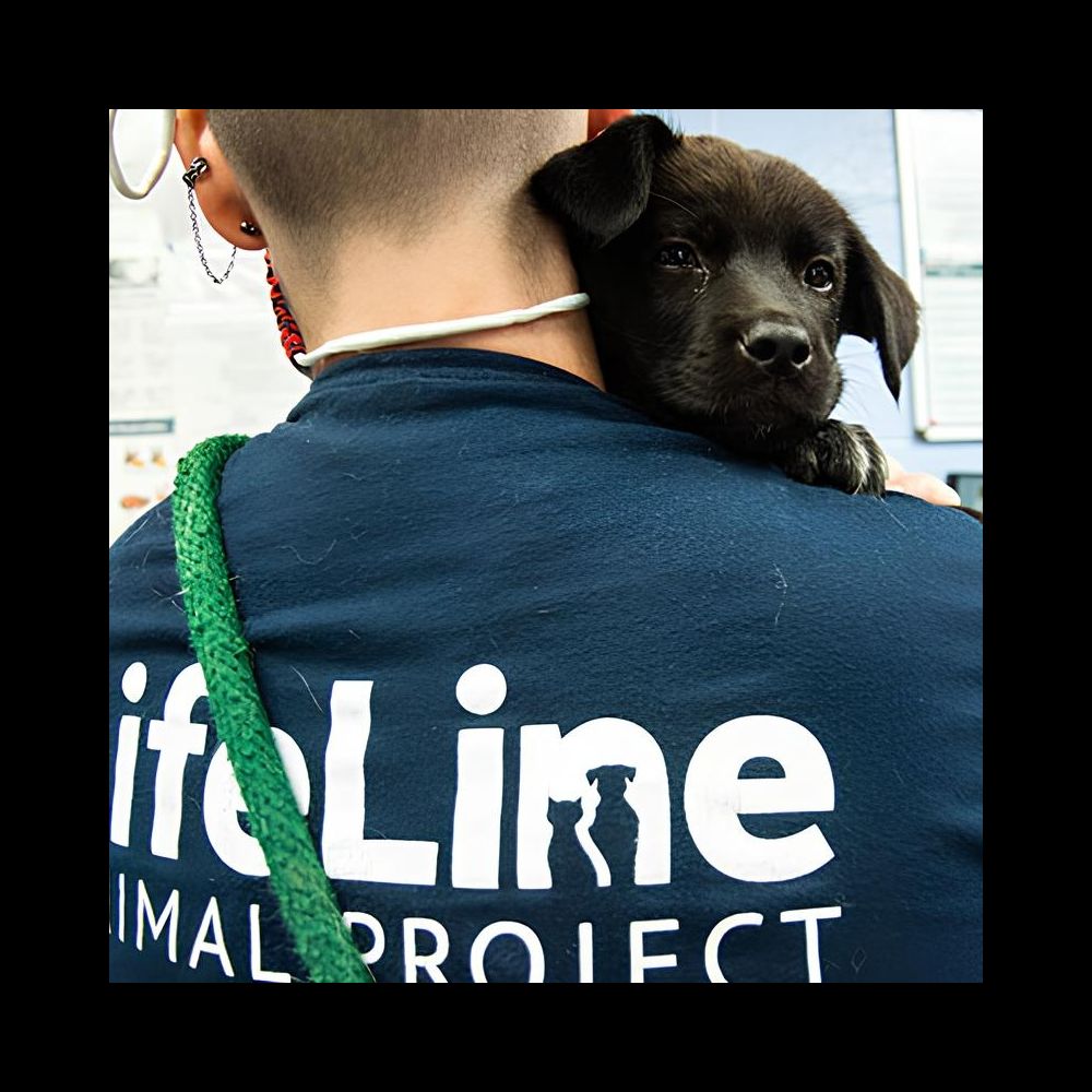 10 millones de dólares para luchar contra la crisis de hacinamiento recibirá refugio de animales en Condado de DeKalb