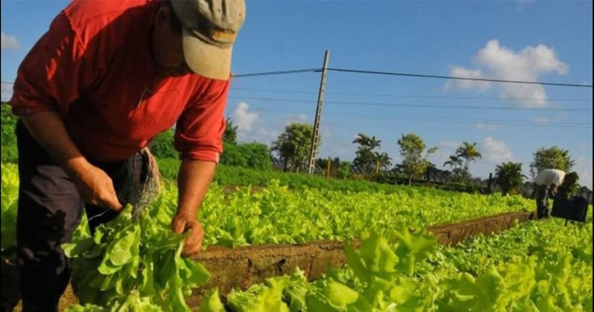 La agricultura de Costa Rica se beneficia de la orden ejecutiva de EE.UU.