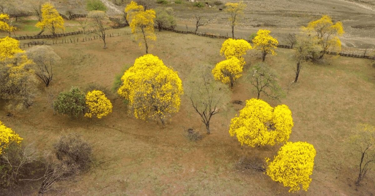 Zapotillo se tiñe de amarillo: inició el florecimiento de los Guayacanes