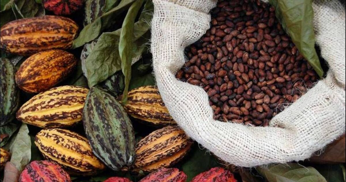 UE acompañará a productores para certificar origen del cacao