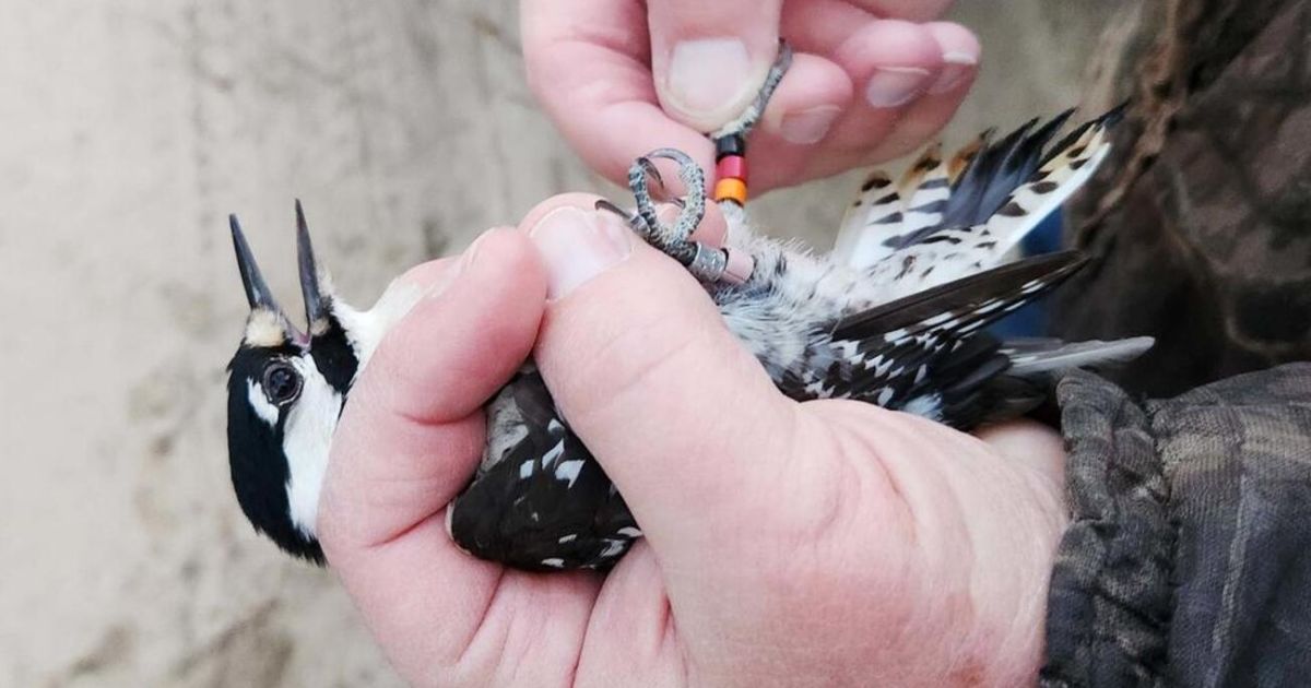 En las colinas del oeste de Georgia, décadas de cuidado y fuego esculpen un nuevo hogar para los pájaros carpinteros en peligro de extinción