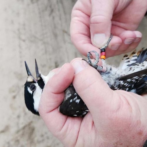 En las colinas del oeste de Georgia, décadas de cuidado y fuego esculpen un nuevo hogar para los pájaros carpinteros en peligro de extinción