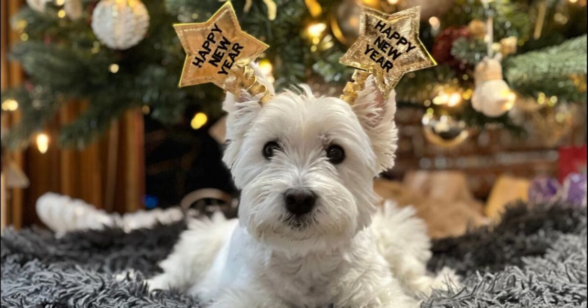 Líder de Atlanta ofrece consejos de seguridad para mascotas antes de las celebraciones de fuegos artificiales de Año Nuevo en toda la ciudad.