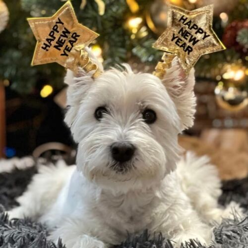 Líder de Atlanta ofrece consejos de seguridad para mascotas antes de las celebraciones de fuegos artificiales de Año Nuevo en toda la ciudad.
