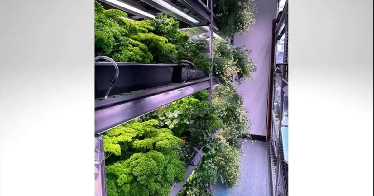 Investigación sobre agricultura vertical de CAES arroja luz sobre la producción de compuestos medicinales