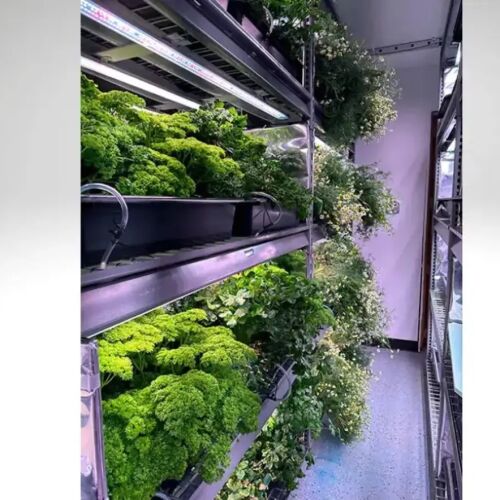 Investigación sobre agricultura vertical de CAES arroja luz sobre la producción de compuestos medicinales