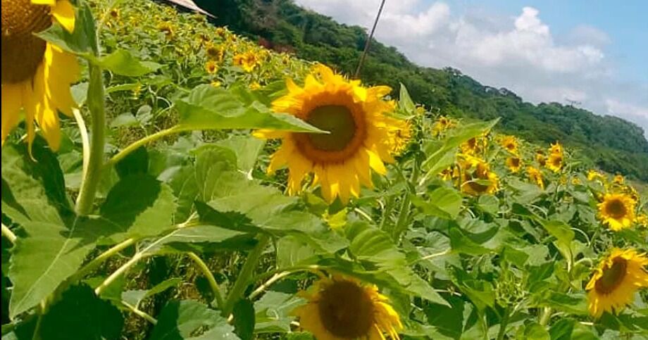 Girasoles en el municipio Crespo, una oportunidad para potenciar el turismo