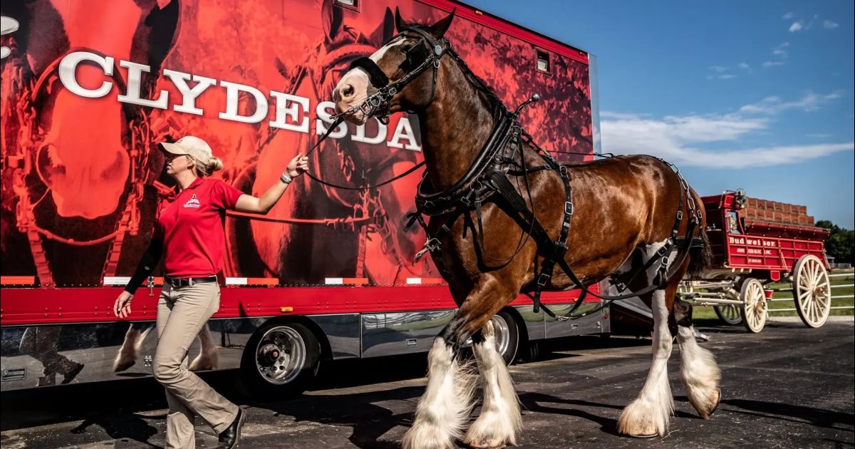 Los Clydesdales de Budweiser regresan para el Super Bowl LVIII