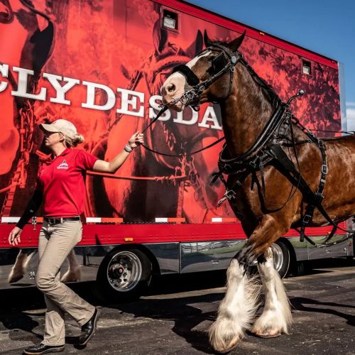 Los Clydesdales de Budweiser regresan para el Super Bowl LVIII