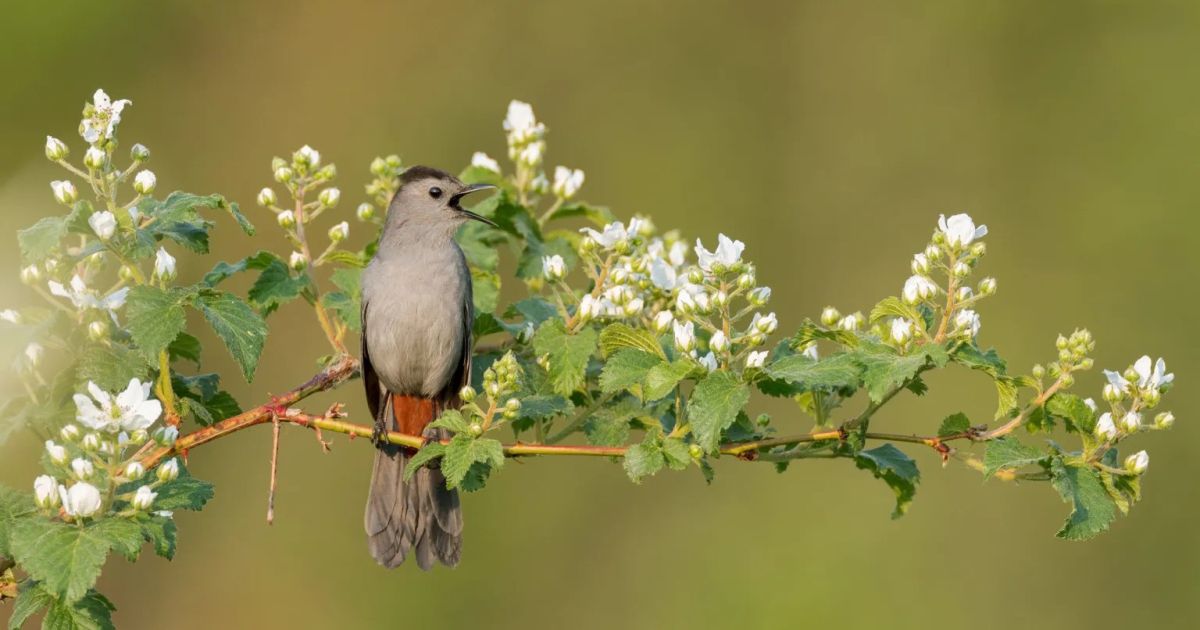 Festival Fall Flyway celebra aves y plantas nativas