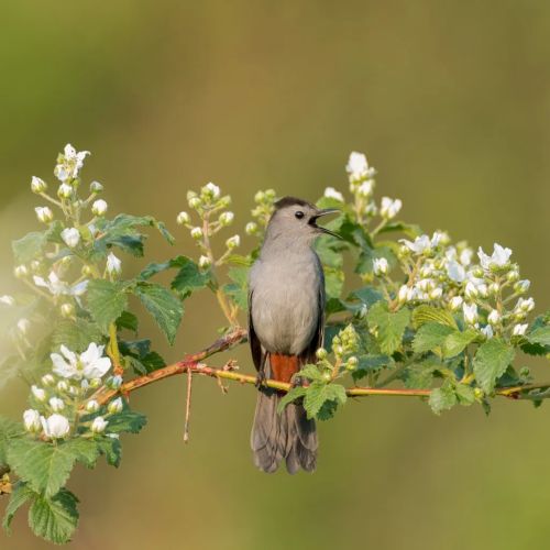 Festival Fall Flyway celebra aves y plantas nativas