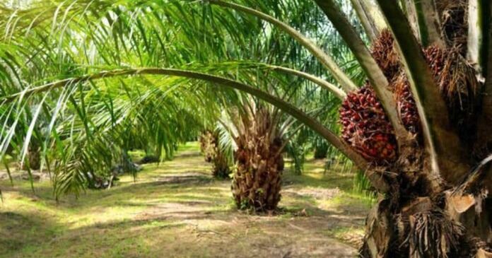 Palmicultores aspiran subir de 30 a 100 % la producción a nivel nacional