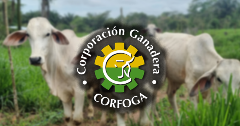 Congreso ganadero analizará el impacto del estado de suelos y pastos en la calidad de la producción ganadera bovina