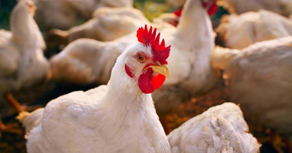 Pollo colombiano ‘vuela’ a Japón: Colombia exportó primera carga a ese mercado asiático