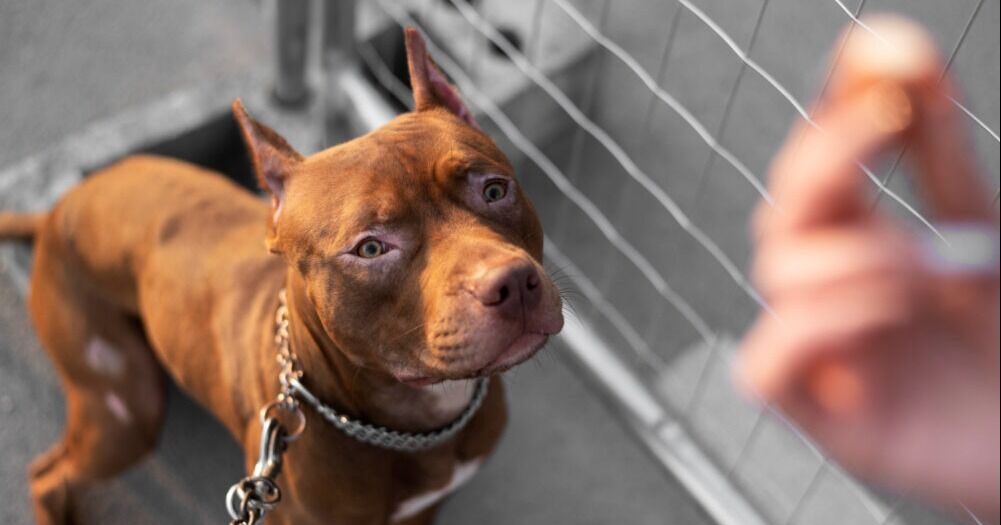 Adiós al hacinamiento animal: así será el nuevo shelter de Miami-Dade